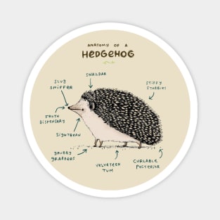 Anatomy of a Hedgehog Magnet